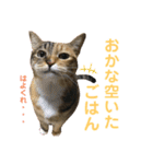 たびしスタンプ（個別スタンプ：15）
