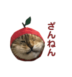 たびしスタンプ（個別スタンプ：20）
