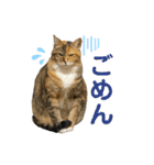 たびしスタンプ（個別スタンプ：23）