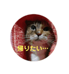 たびしスタンプ（個別スタンプ：24）