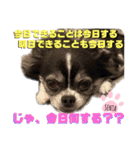 ワンフルエンサーセンタ君（個別スタンプ：20）