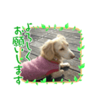 runchan☆*°（個別スタンプ：4）