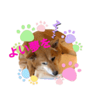 ルナちゃんスタンプ1（個別スタンプ：13）