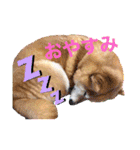 ルナちゃんスタンプ1（個別スタンプ：14）