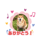 ルナちゃんスタンプ1（個別スタンプ：20）