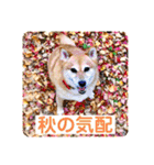 ルナちゃんスタンプ1（個別スタンプ：27）