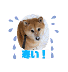 ルナちゃんスタンプ1（個別スタンプ：29）