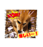 ルナちゃんスタンプ1（個別スタンプ：36）