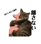 桜猫ガレちゃんの日常（個別スタンプ：7）