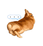 うさ好きうさちゃん（個別スタンプ：1）