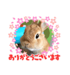 うさ好きうさちゃん（個別スタンプ：10）