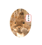うさ好きうさちゃん（個別スタンプ：11）