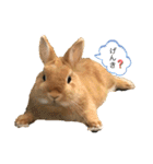 うさ好きうさちゃん（個別スタンプ：13）