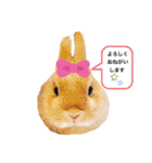 うさ好きうさちゃん（個別スタンプ：16）
