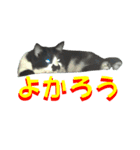 木更津猫チョビすけ_03（個別スタンプ：1）