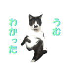 木更津猫チョビすけ_03（個別スタンプ：2）