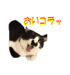 木更津猫チョビすけ_03（個別スタンプ：3）