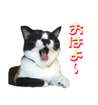 木更津猫チョビすけ_03（個別スタンプ：4）