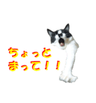 木更津猫チョビすけ_03（個別スタンプ：5）