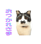 木更津猫チョビすけ_03（個別スタンプ：6）