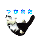 木更津猫チョビすけ_03（個別スタンプ：9）