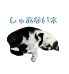 木更津猫チョビすけ_03（個別スタンプ：10）