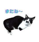 木更津猫チョビすけ_03（個別スタンプ：11）