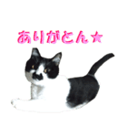木更津猫チョビすけ_03（個別スタンプ：12）