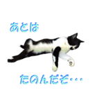 木更津猫チョビすけ_03（個別スタンプ：14）