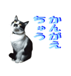 木更津猫チョビすけ_03（個別スタンプ：15）