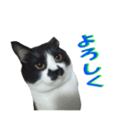木更津猫チョビすけ_03（個別スタンプ：16）