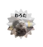 デグーのいる生活♡2（個別スタンプ：2）