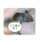 デグーのいる生活♡2（個別スタンプ：4）
