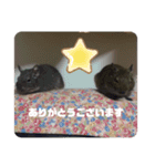 デグーのいる生活♡2（個別スタンプ：5）