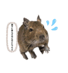 デグーのいる生活♡2（個別スタンプ：7）