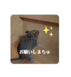デグーのいる生活♡2（個別スタンプ：13）