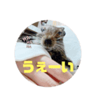 デグーのいる生活♡2（個別スタンプ：15）