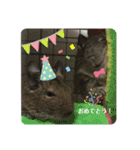 デグーのいる生活♡2（個別スタンプ：16）