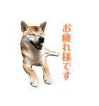 ☆柴イタ一家の日常☆（個別スタンプ：1）