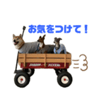 ☆柴イタ一家の日常☆（個別スタンプ：10）