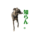 ☆柴イタ一家の日常☆（個別スタンプ：26）