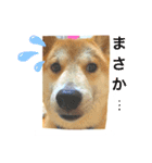 僕、北斗（個別スタンプ：10）