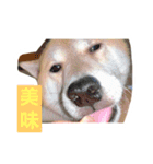 僕、北斗（個別スタンプ：11）