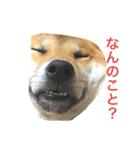 僕、北斗（個別スタンプ：12）