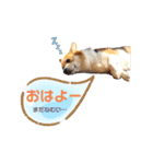 コーギー犬レオの日常3（個別スタンプ：1）