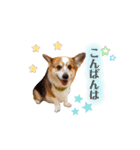 コーギー犬レオの日常3（個別スタンプ：2）