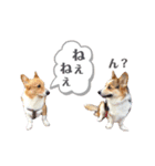 コーギー犬レオの日常3（個別スタンプ：4）