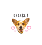 コーギー犬レオの日常3（個別スタンプ：5）