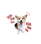 コーギー犬レオの日常3（個別スタンプ：6）