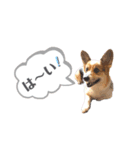 コーギー犬レオの日常3（個別スタンプ：8）